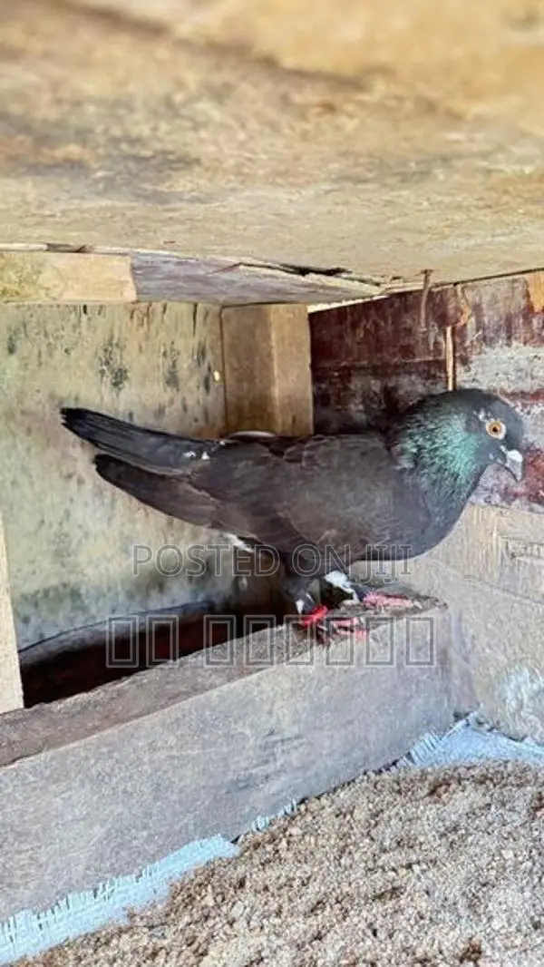 Pigeon