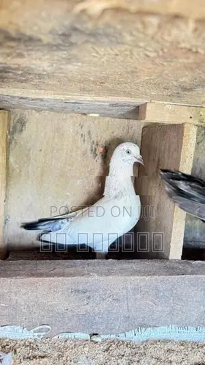 Pigeon