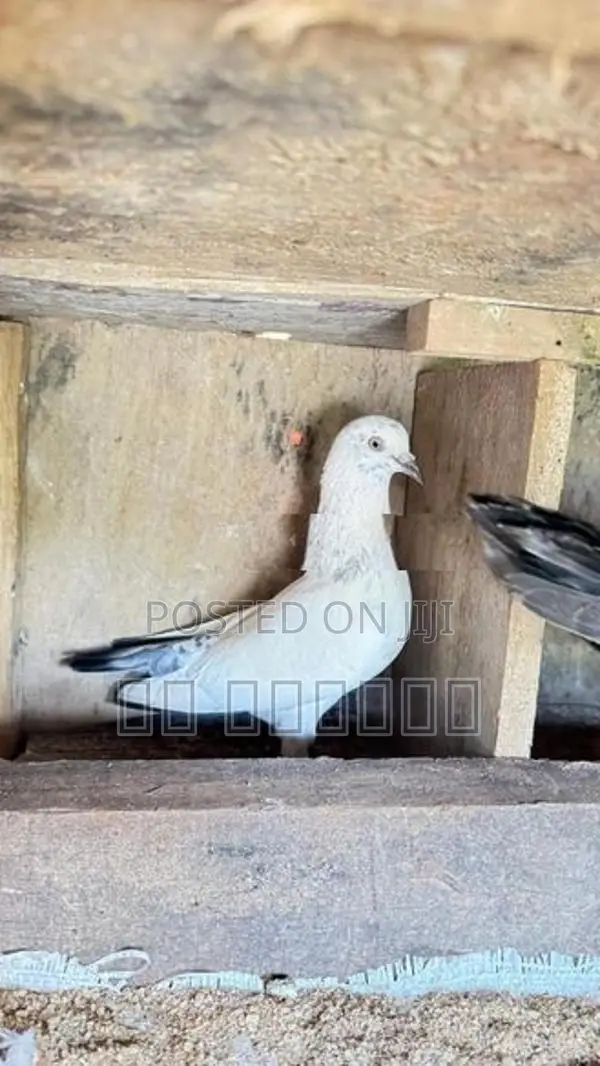 Pigeon