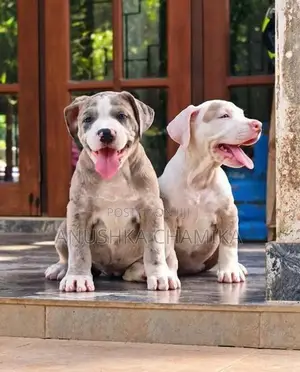 Amarican Bully Puppies