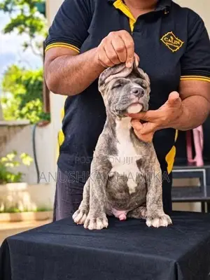 Amarican Bully Puppies
