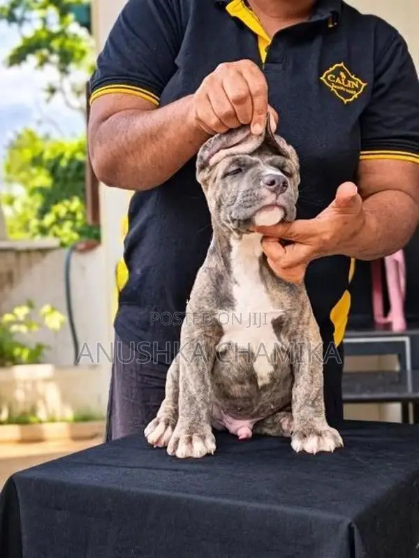 Amarican Bully Puppies
