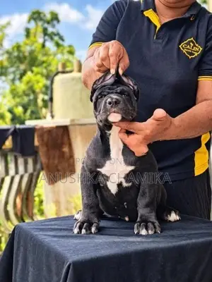 Amarican Bully Puppies