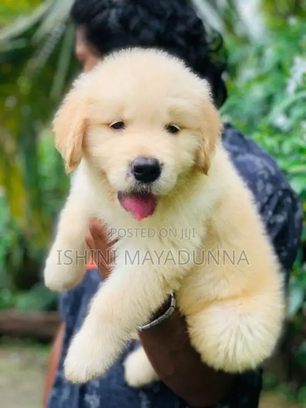 Golden Retriever