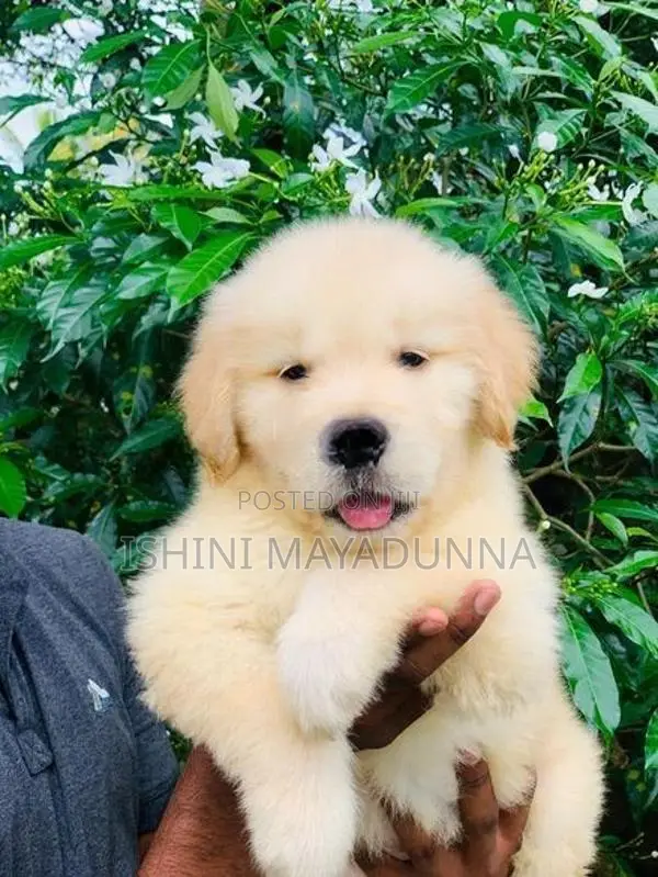 Golden Retriever