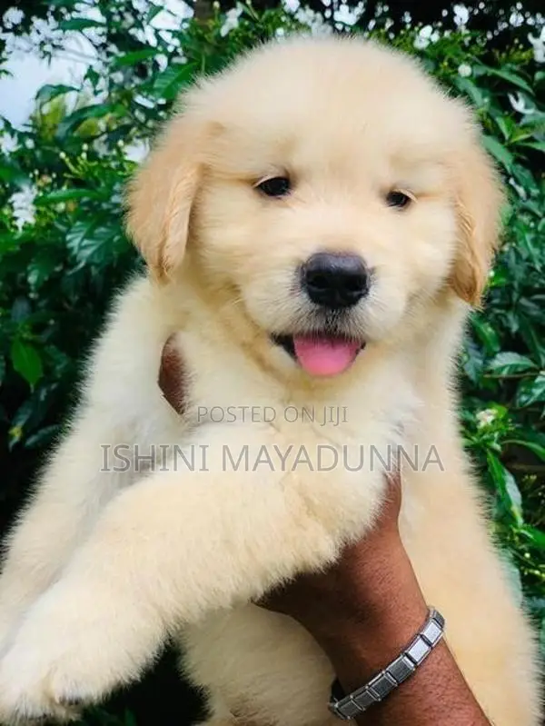 Golden Retriever