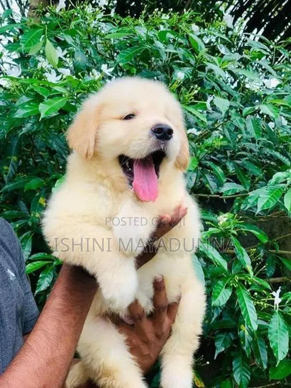 Golden Retriever