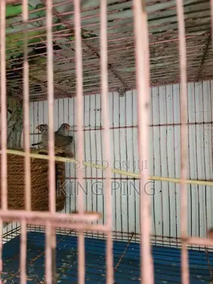 Birds