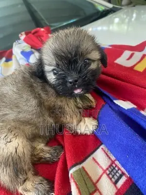 Shih Tzu Puppies