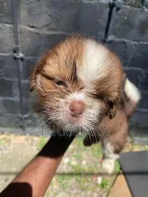 Shih Tzu Puppies