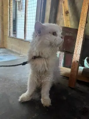 Persian