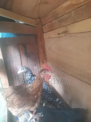 ගම් කුකුල් පැටව්