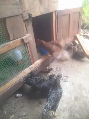 ගම් කුකුල් පැටව්