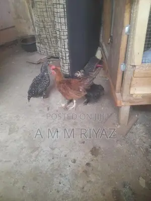 ගම් කුකුල් පැටව්