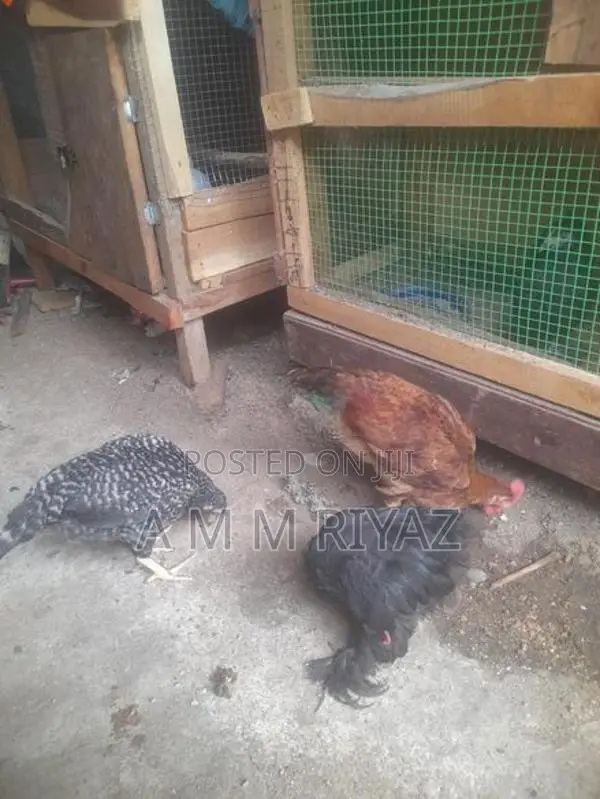 ගම් කුකුල් පැටව්