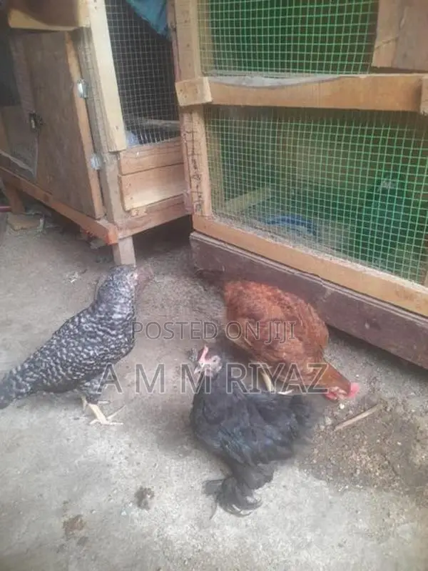 ගම් කුකුල් පැටව්