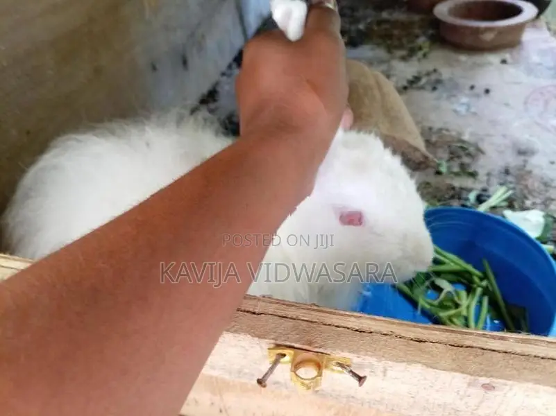 Angora Big Rabbits