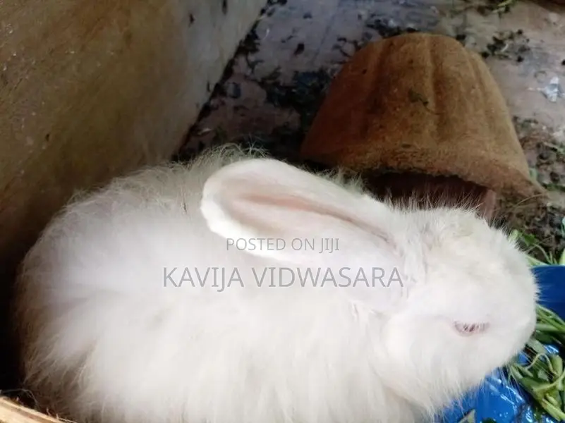Angora Big Rabbits