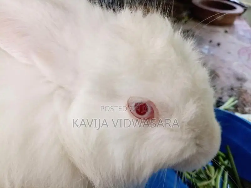 Angora Big Rabbits