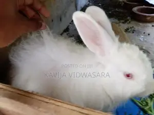 Angora Big Rabbits