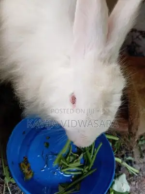 Angora Big Rabbits
