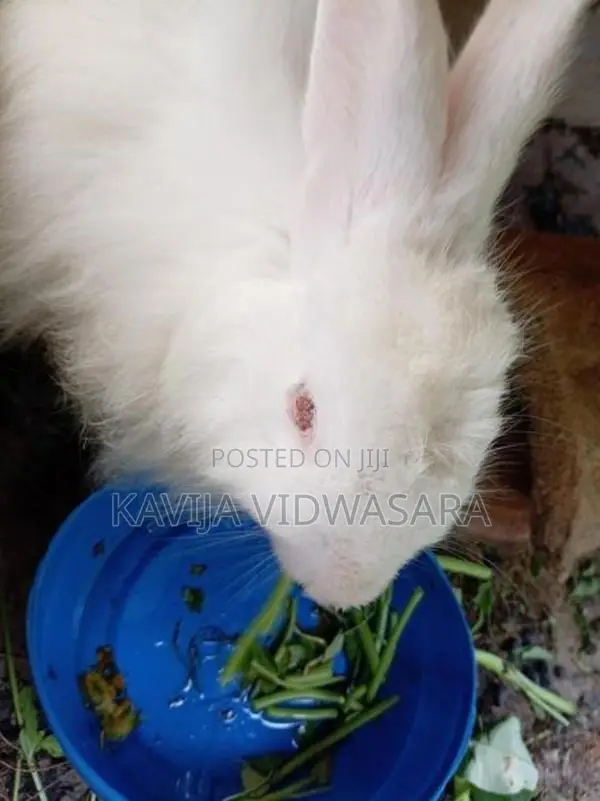 Angora Big Rabbits