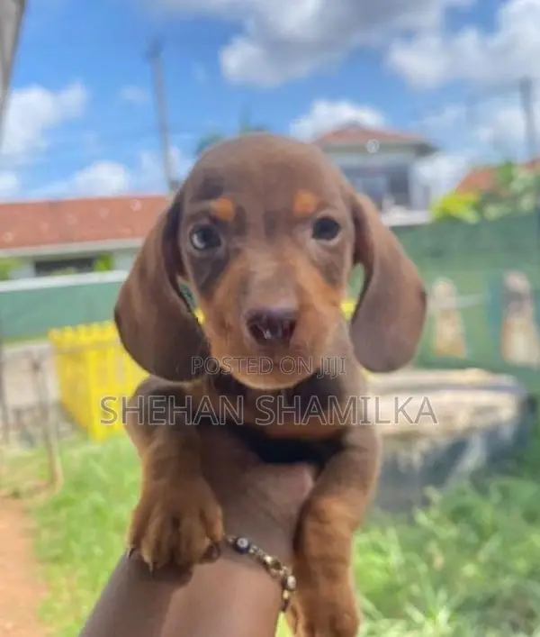 Dachshund Puppies