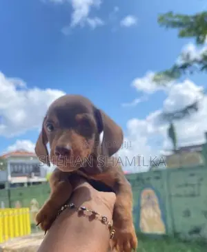 Dachshund Puppies
