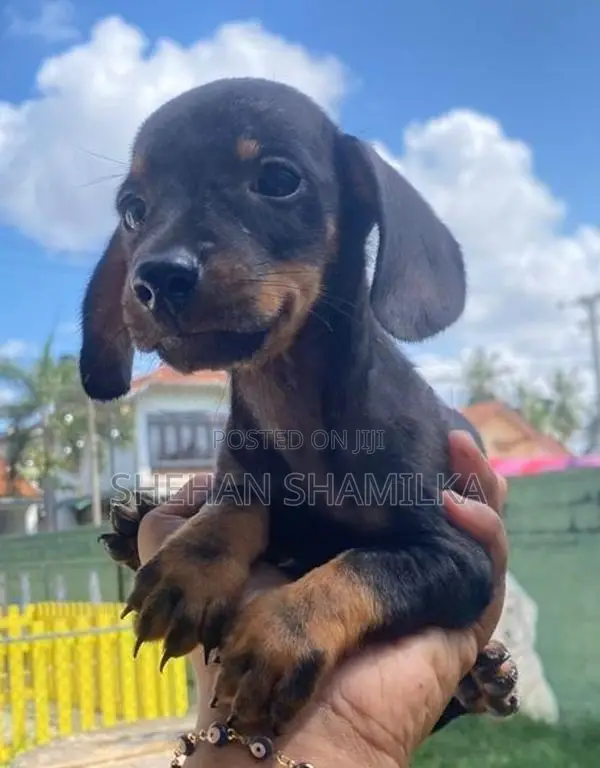 Dachshund Puppies