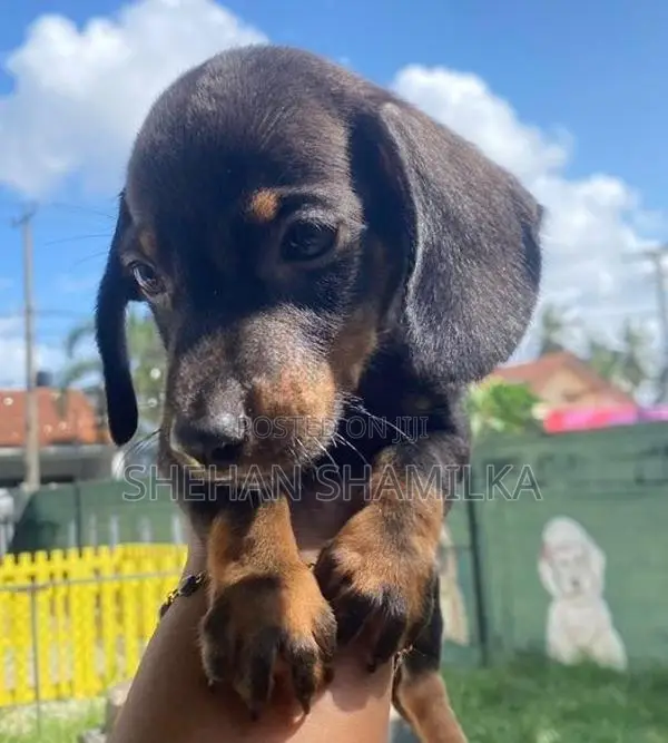 Dachshund Puppies