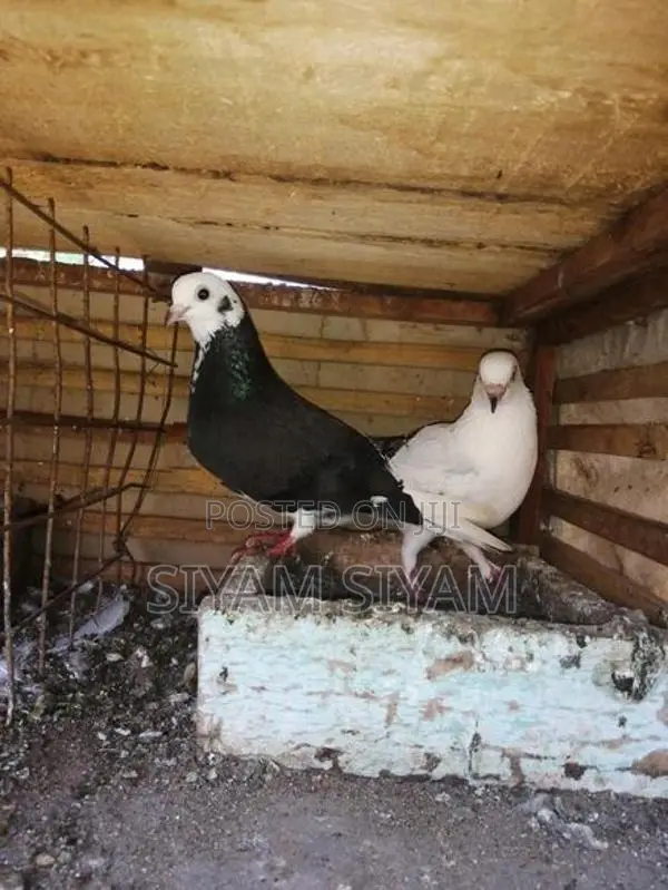 Pigeon