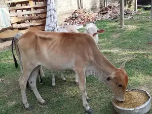 நாகு முதியான்