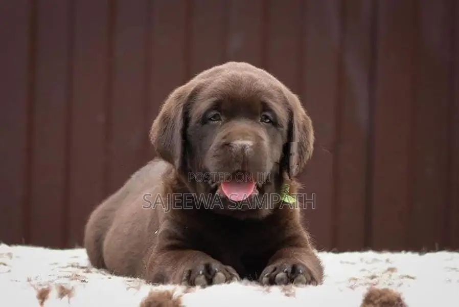 Labrador retriever puppies(Pure breed)