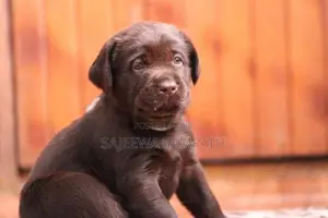 Labrador retriever puppies(Pure breed)