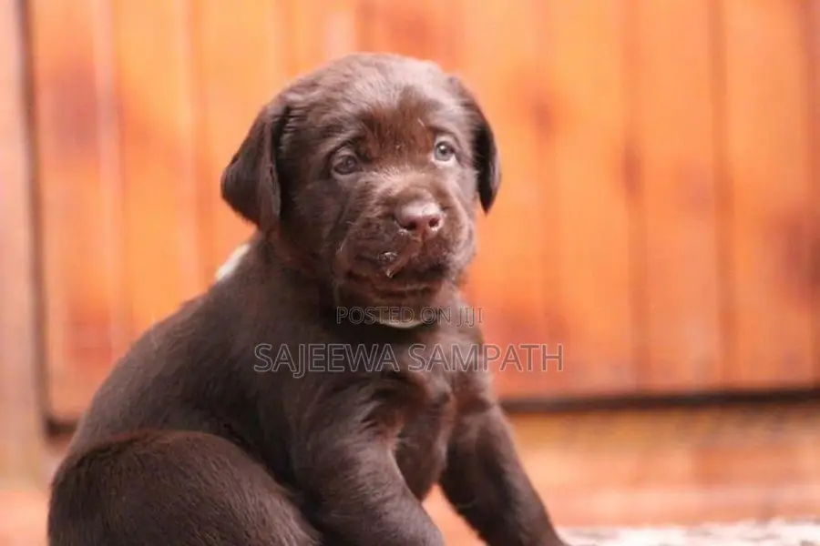 Labrador retriever puppies(Pure breed)