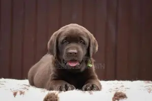 Labrador retriever puppies(Pure breed)
