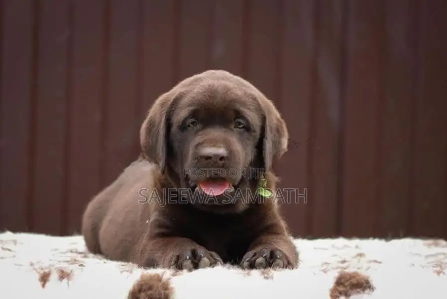 Labrador retriever puppies(Pure breed)