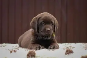 Labrador retriever puppies(Pure breed)