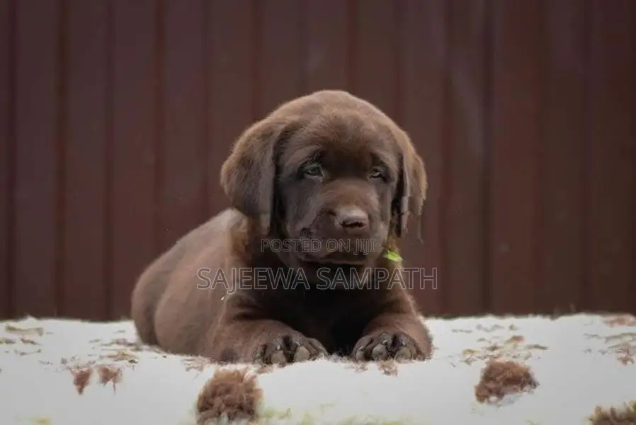 Labrador retriever puppies(Pure breed)