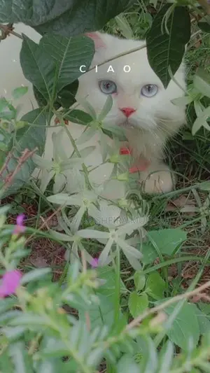 Persian Cat Female