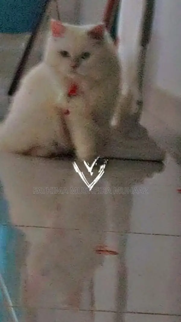 Persian Cat Female