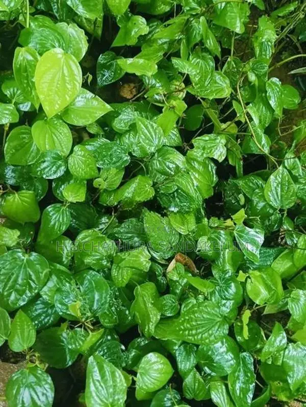 බුලත් පැල