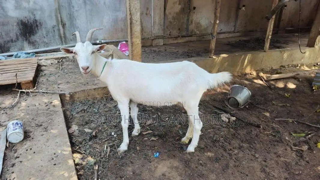 மறி ஆடுகள்