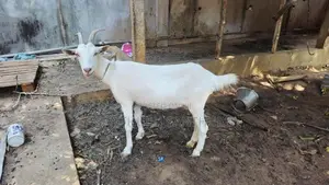 மறி ஆடுகள்