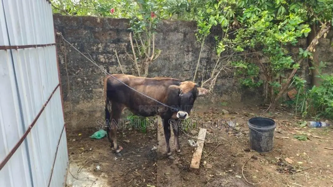 நாம்பன் பசு கன்றுகள்