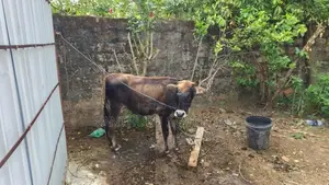 நாம்பன் பசு கன்றுகள்