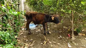 நாம்பன் பசு கன்றுகள்