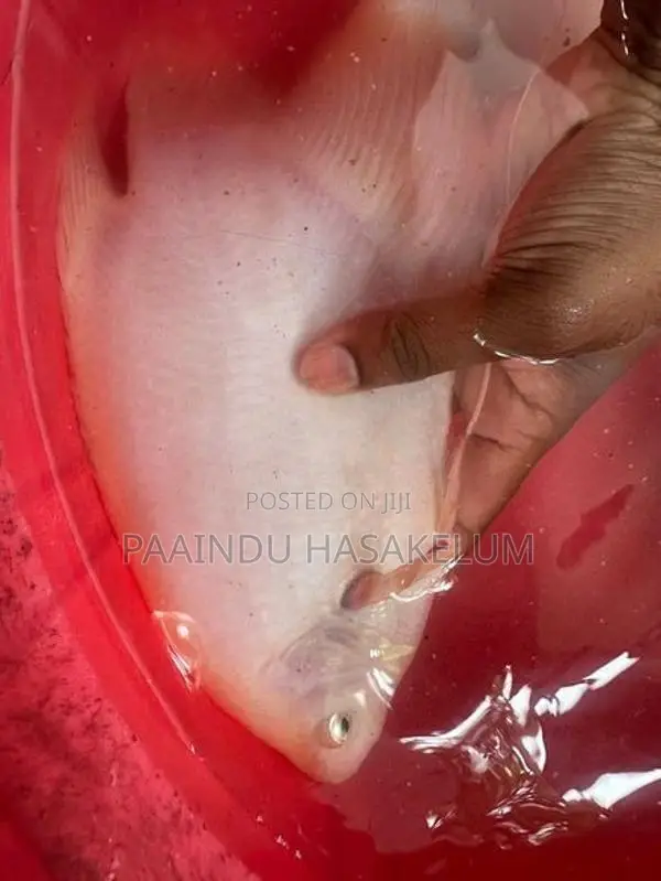 Giant Gourami