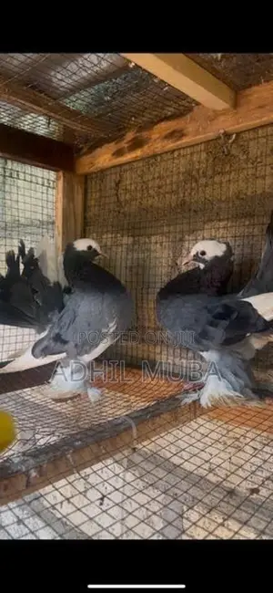 Fantail Pigeon