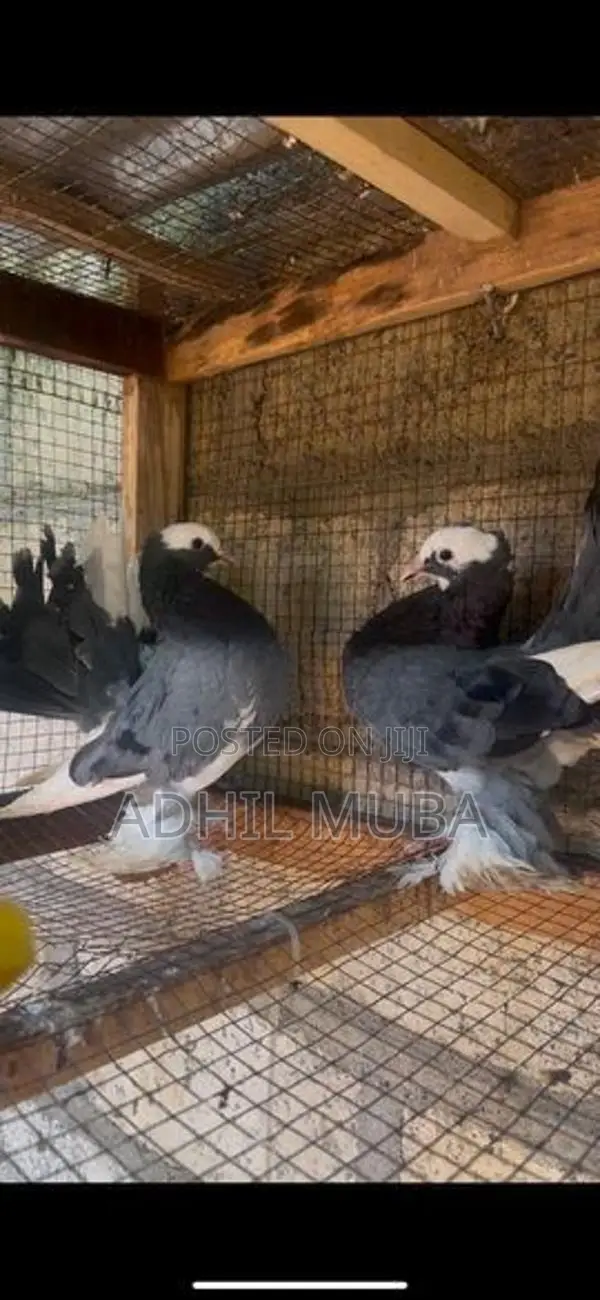 Fantail Pigeon